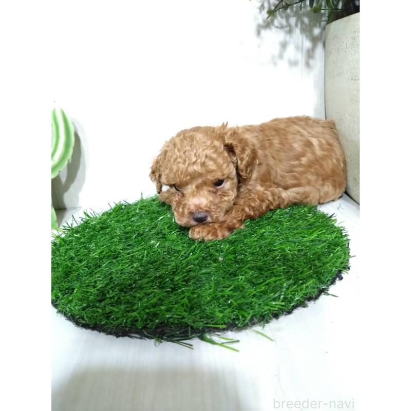 販売中の三重県のタイニープードル-441968の2枚目