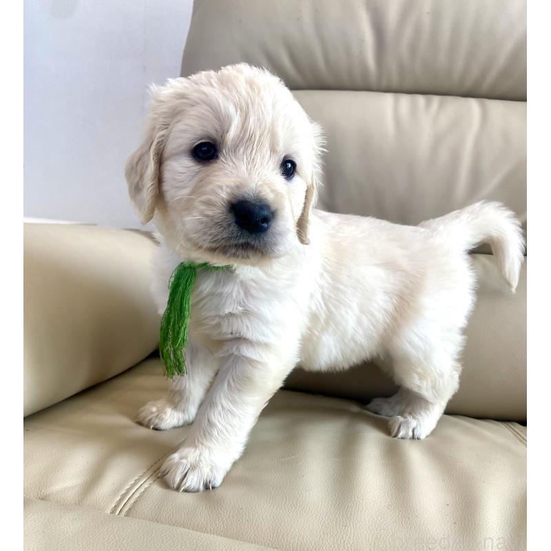 販売中の東京都のゴールデンレトリーバー-440376の62枚目