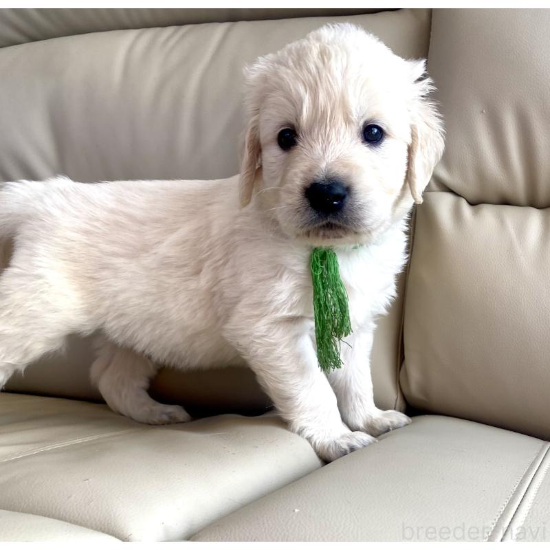 販売中の東京都のゴールデンレトリーバー-440376の61枚目