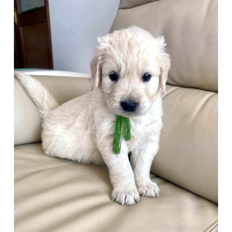 販売中の東京都のゴールデンレトリーバー-440376