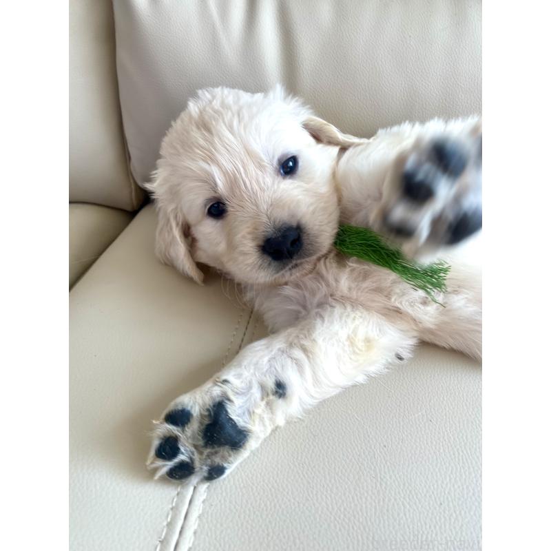 販売中の東京都のゴールデンレトリーバー-440376の59枚目