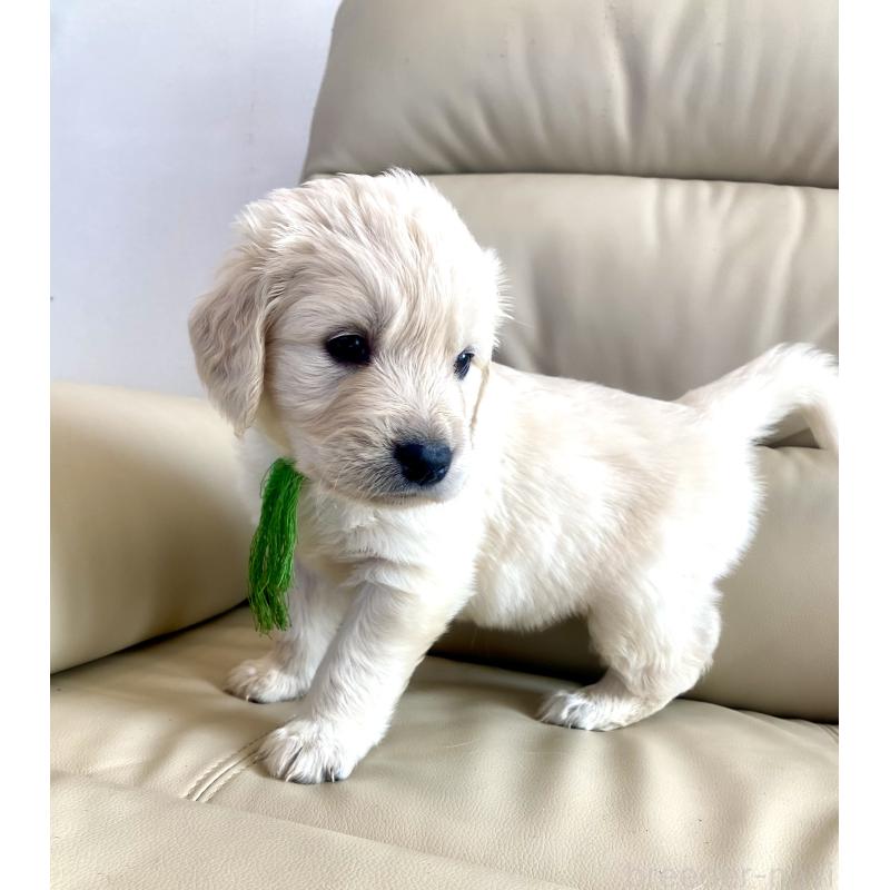 販売中の東京都のゴールデンレトリーバー-440376の58枚目