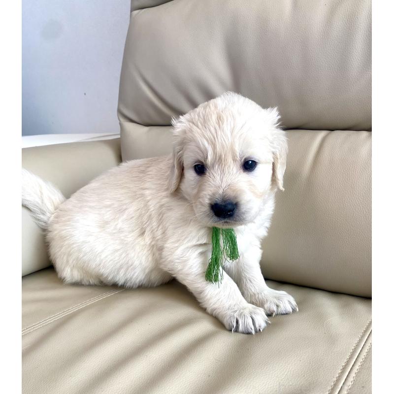 販売中の東京都のゴールデンレトリーバー-440376の57枚目