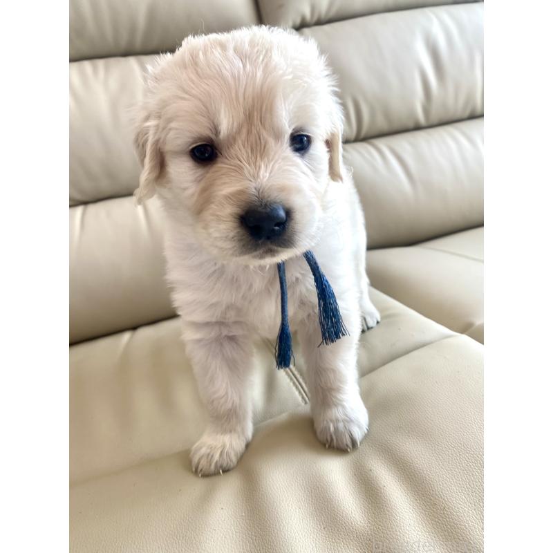 販売中の東京都のゴールデンレトリーバー-440367の68枚目