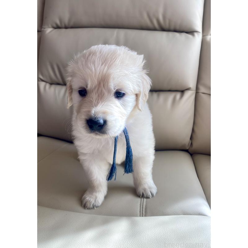 販売中の東京都のゴールデンレトリーバー-440367の67枚目