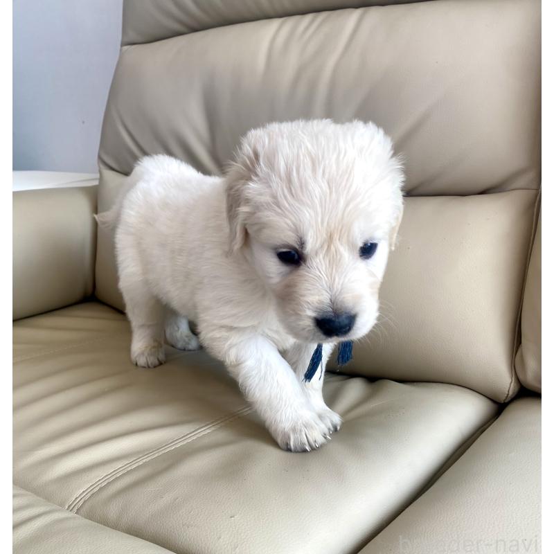 販売中の東京都のゴールデンレトリーバー-440367の66枚目