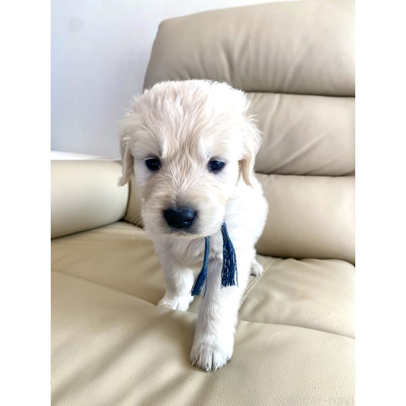 販売中の東京都のゴールデンレトリーバー-440367の65枚目