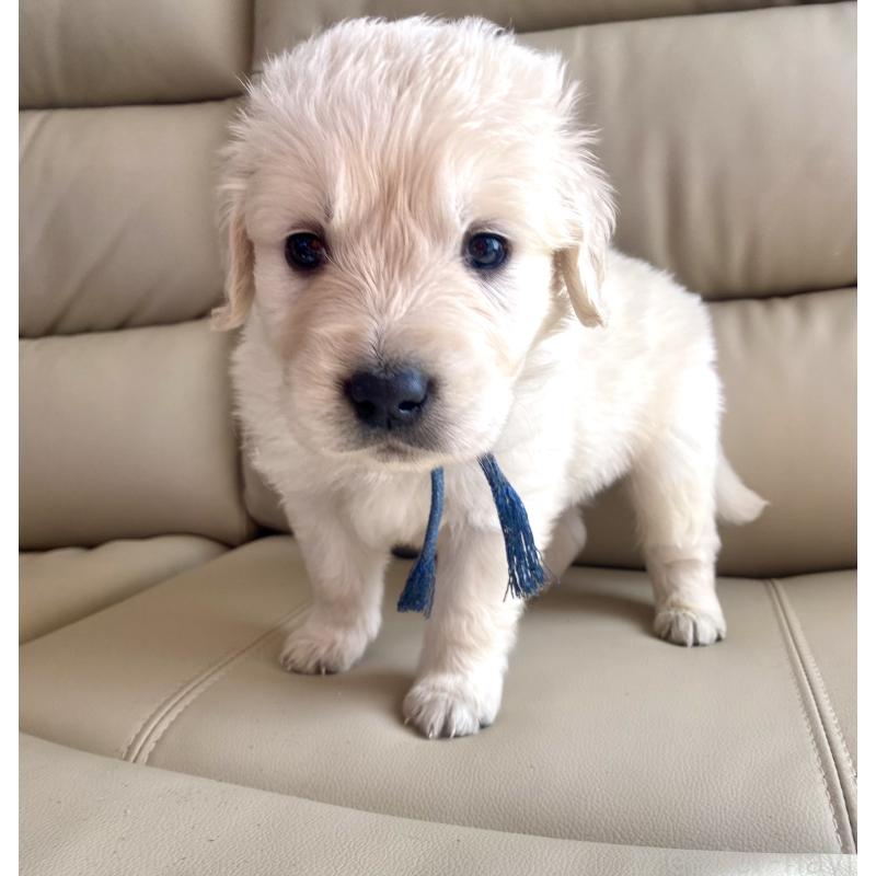 販売中の東京都のゴールデンレトリーバー-440367の64枚目