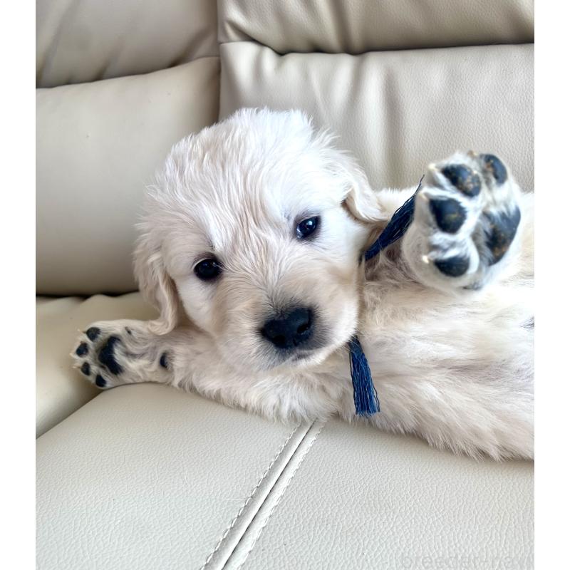 販売中の東京都のゴールデンレトリーバー-440367の63枚目