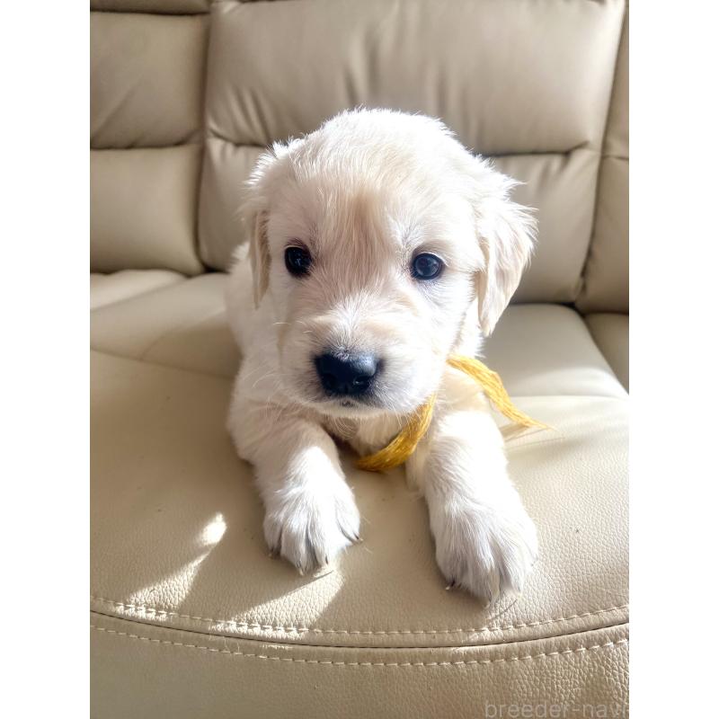 販売中の東京都のゴールデンレトリーバー-440373の60枚目