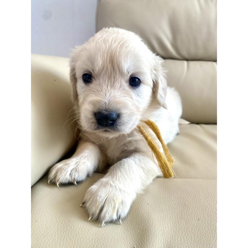 販売中の東京都のゴールデンレトリーバー-440373の59枚目