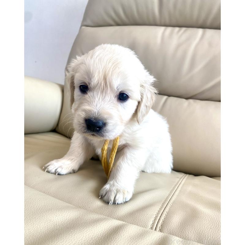 販売中の東京都のゴールデンレトリーバー-440373の58枚目