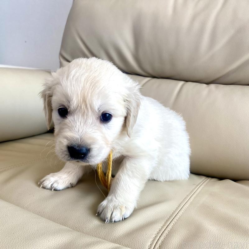 販売中の東京都のゴールデンレトリーバー-440373の57枚目