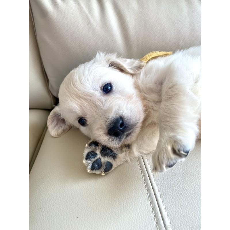 販売中の東京都のゴールデンレトリーバー-440373の56枚目