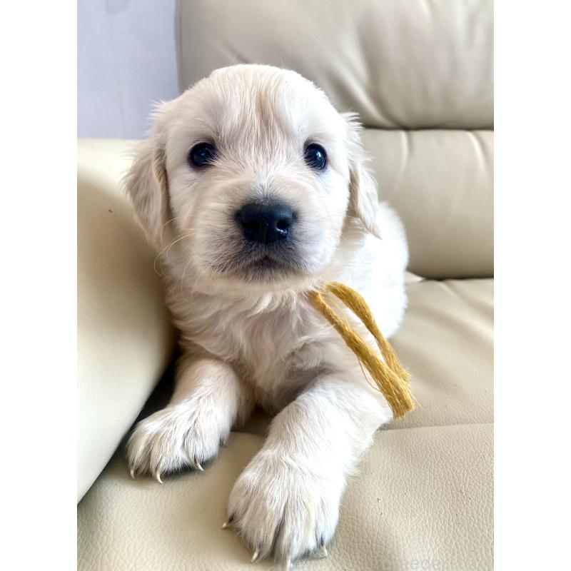 販売中の東京都のゴールデンレトリーバー-440373