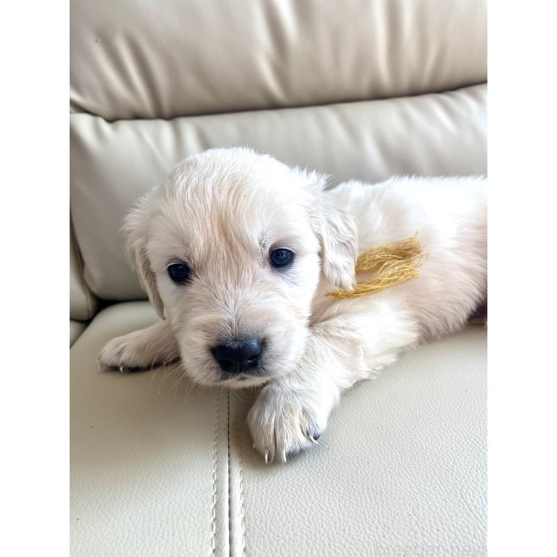 販売中の東京都のゴールデンレトリーバー-440373の54枚目