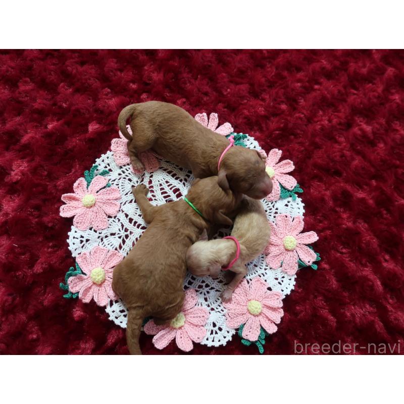 販売中の鹿児島県のトイプードル-441642