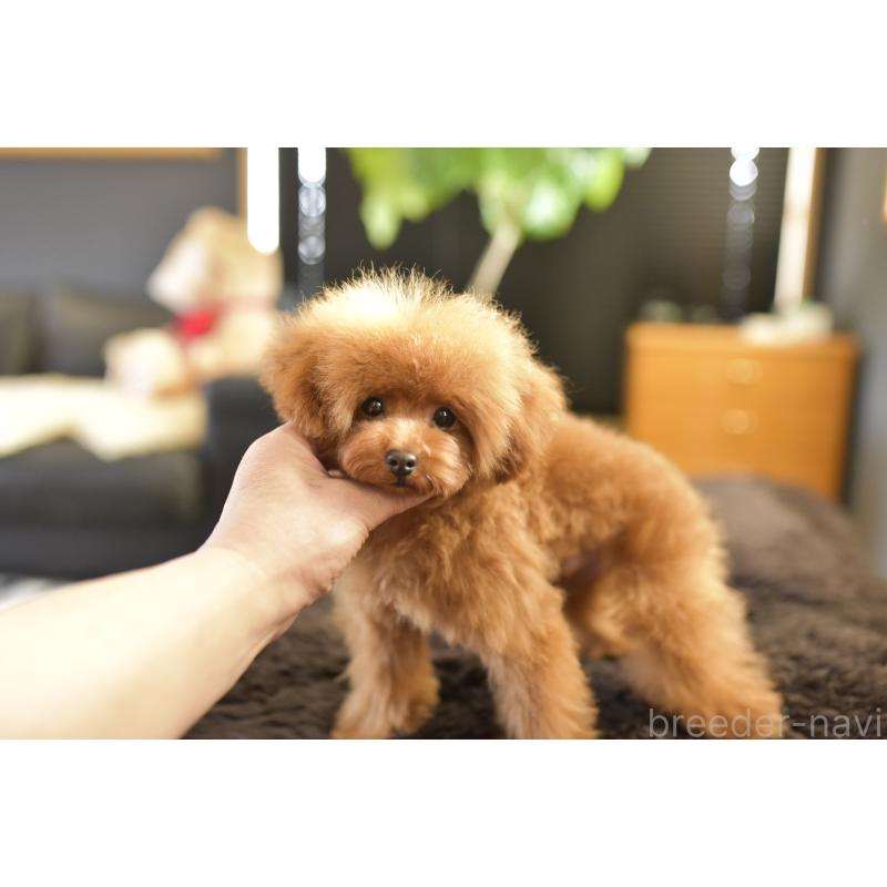 販売中の茨城県のティーカッププードル-420731の5枚目