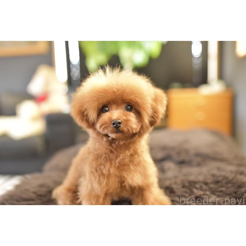 販売中の茨城県のティーカッププードル-420731の4枚目