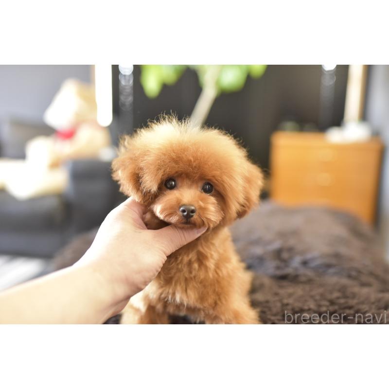 販売中の茨城県のティーカッププードル-420731の2枚目