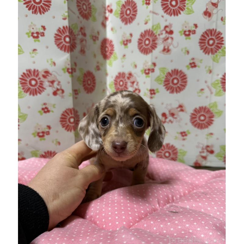 販売中の愛知県のミニチュアダックスフンド(スムースヘアード)-441970の6枚目