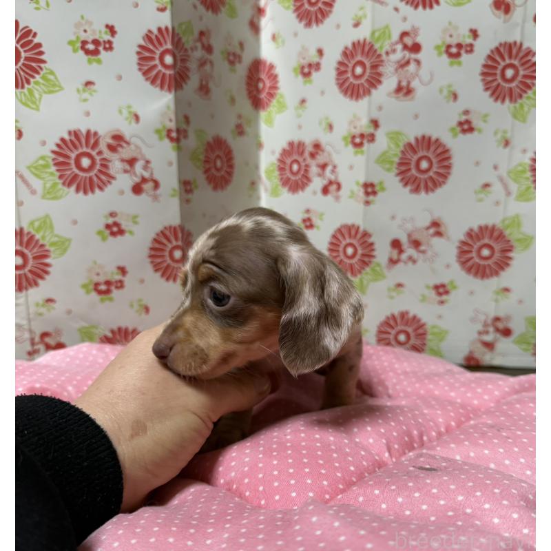 販売中の愛知県のミニチュアダックスフンド(スムースヘアード)-441970の5枚目