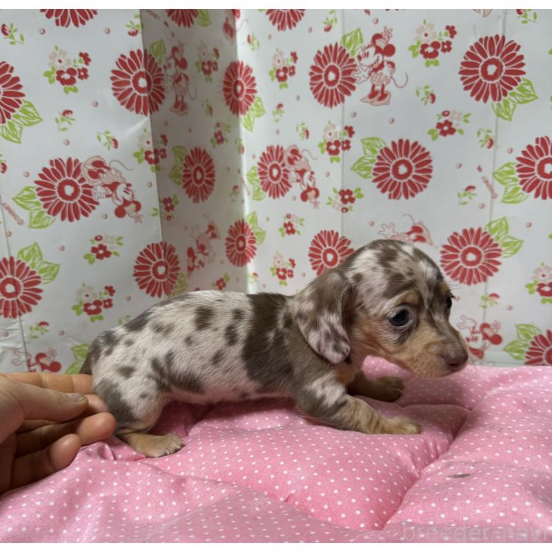 販売中の愛知県のミニチュアダックスフンド(スムースヘアード)-441970の3枚目