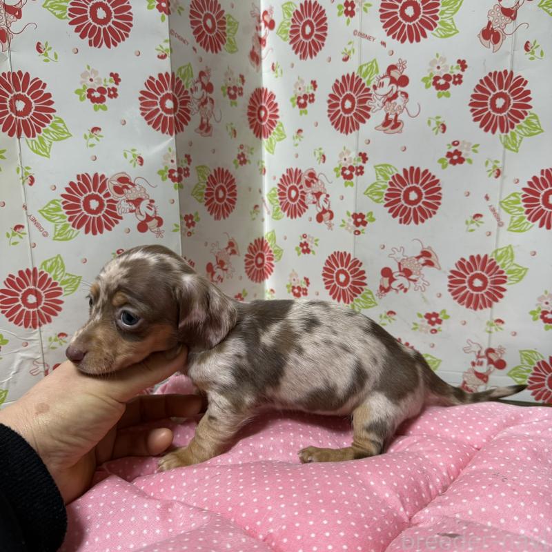 販売中の愛知県のミニチュアダックスフンド(スムースヘアード)-441970の2枚目