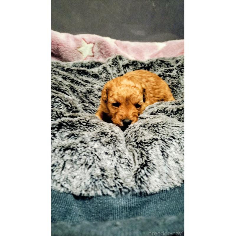 販売中の愛媛県のタイニープードル-441853の2枚目