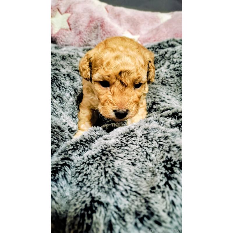 販売中の愛媛県のタイニープードル-441849の3枚目