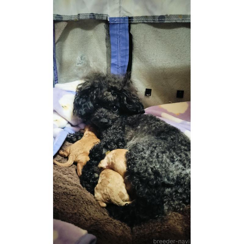 販売中の愛媛県のタイニープードル-441849の2枚目