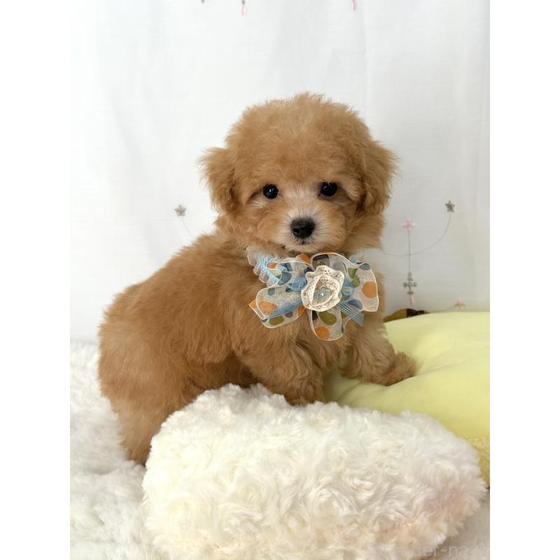 販売中の大阪府のティーカッププードル-441972の1枚目