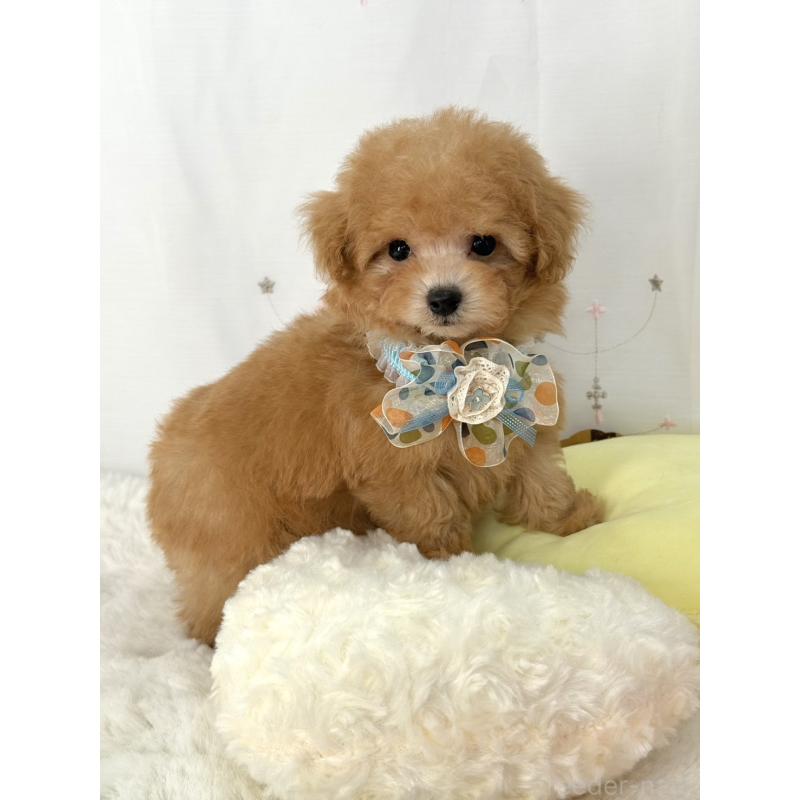 販売中の大阪府のティーカッププードル-441972の10枚目