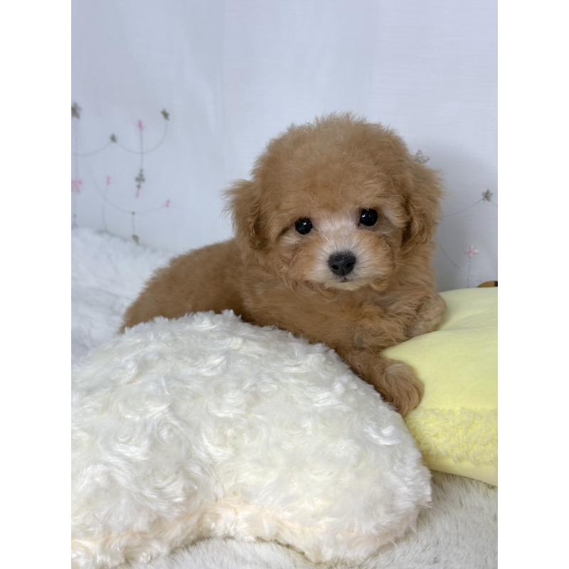 販売中の大阪府のティーカッププードル-441972の9枚目