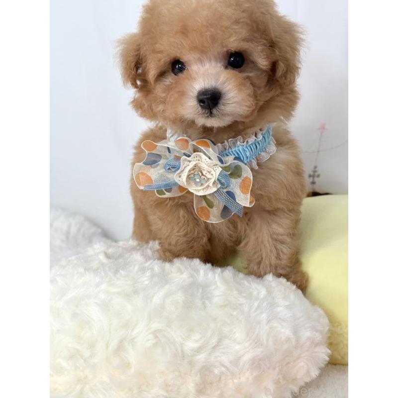 販売中の大阪府のティーカッププードル-441972の7枚目