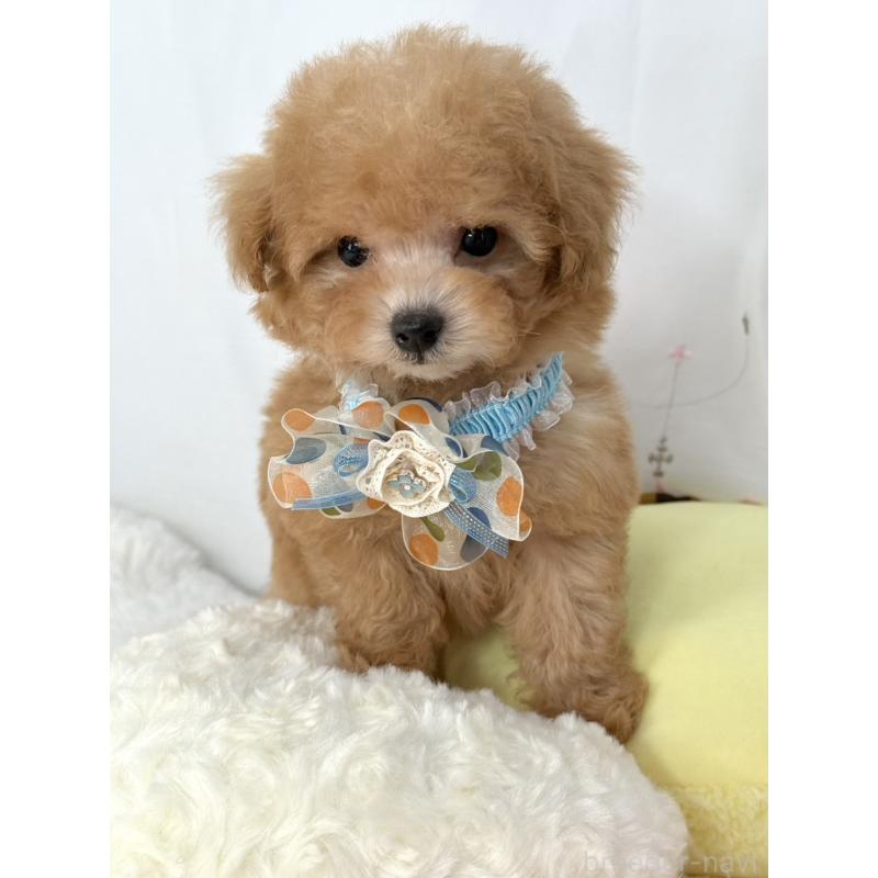 販売中の大阪府のティーカッププードル-441972の6枚目