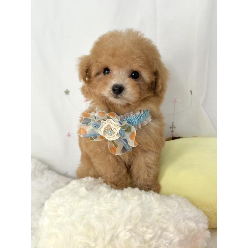 販売中の大阪府のティーカッププードル-441972の5枚目