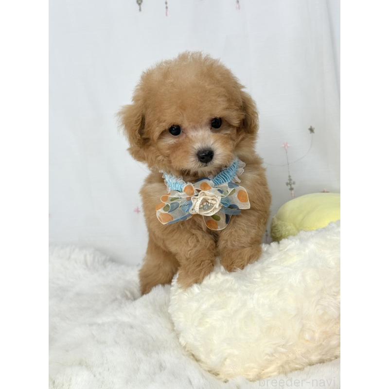 販売中の大阪府のティーカッププードル-441972の4枚目