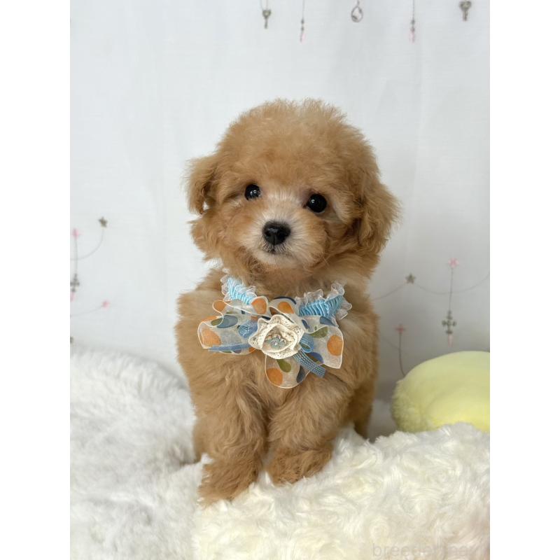 販売中の大阪府のティーカッププードル-441972の3枚目