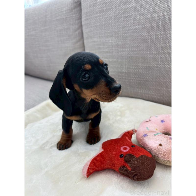 販売中の北海道のミニチュアダックスフンド(スムースヘアード)-441973の3枚目