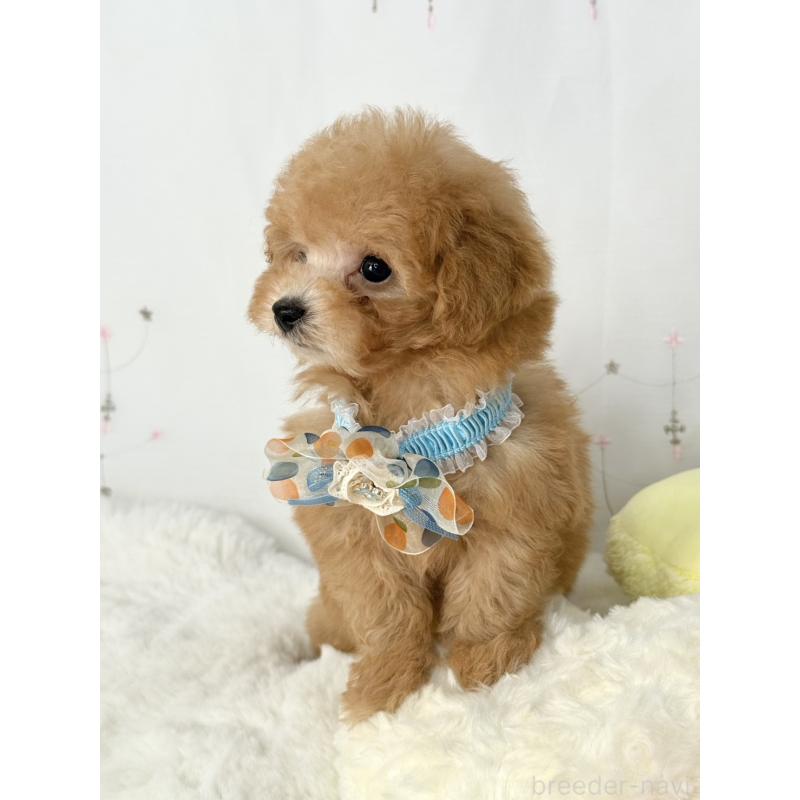 販売中の大阪府のティーカッププードル-441972の2枚目