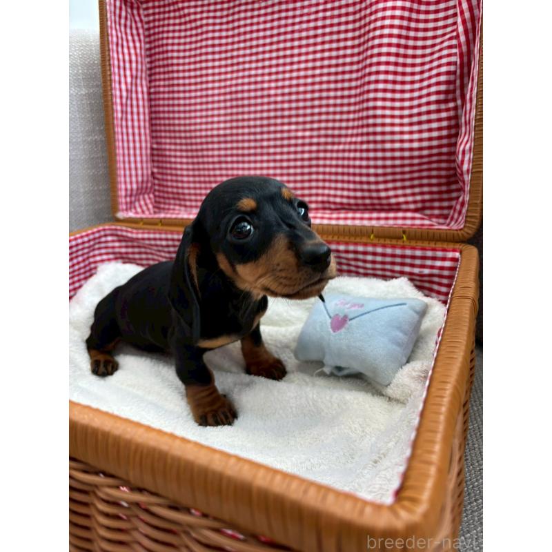 販売中の北海道のミニチュアダックスフンド(スムースヘアード)-441973の2枚目
