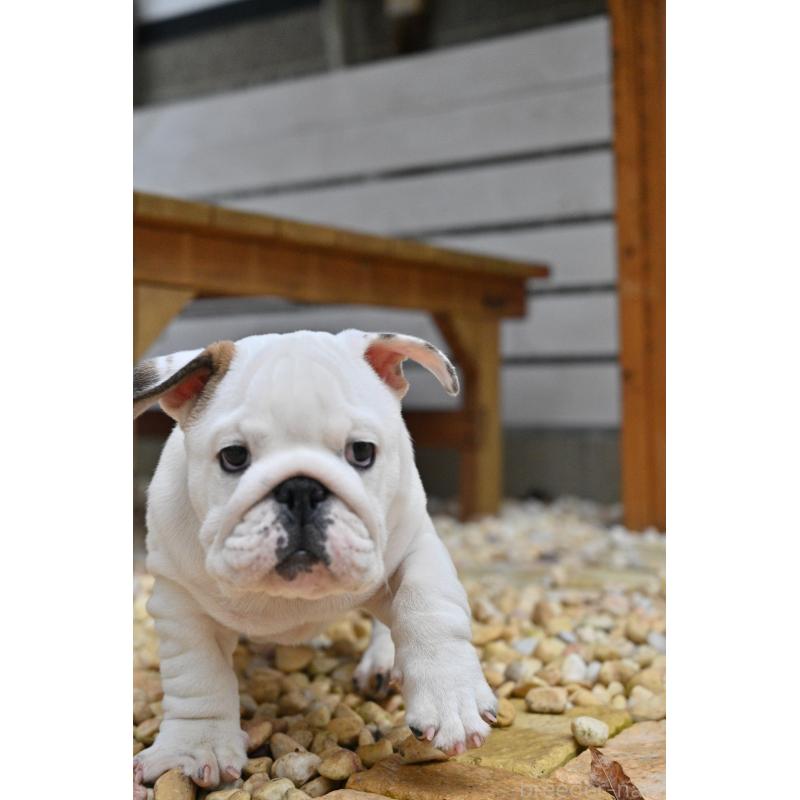 販売中の岡山県のブルドッグ-441974の4枚目