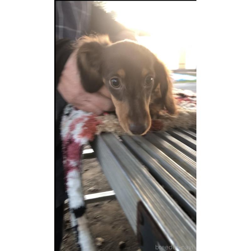 販売中の熊本県のミニチュアダックスフンド(ロングヘアード)-441976の3枚目