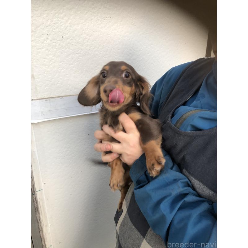 販売中の熊本県のミニチュアダックスフンド(ロングヘアード)-441976の2枚目