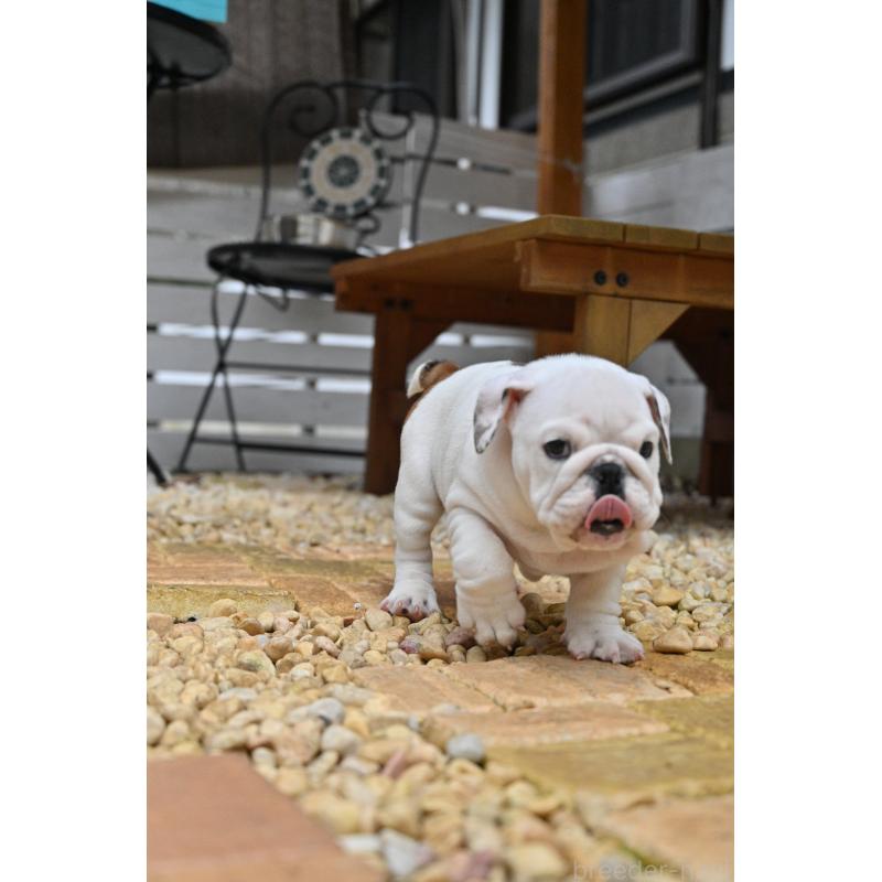 販売中の岡山県のブルドッグ-441975の5枚目