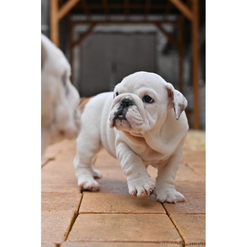 販売中の岡山県のブルドッグ-441975の3枚目