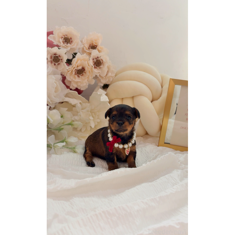 販売中の大阪府のチワプー:チワワ×トイプードル-439400の15枚目