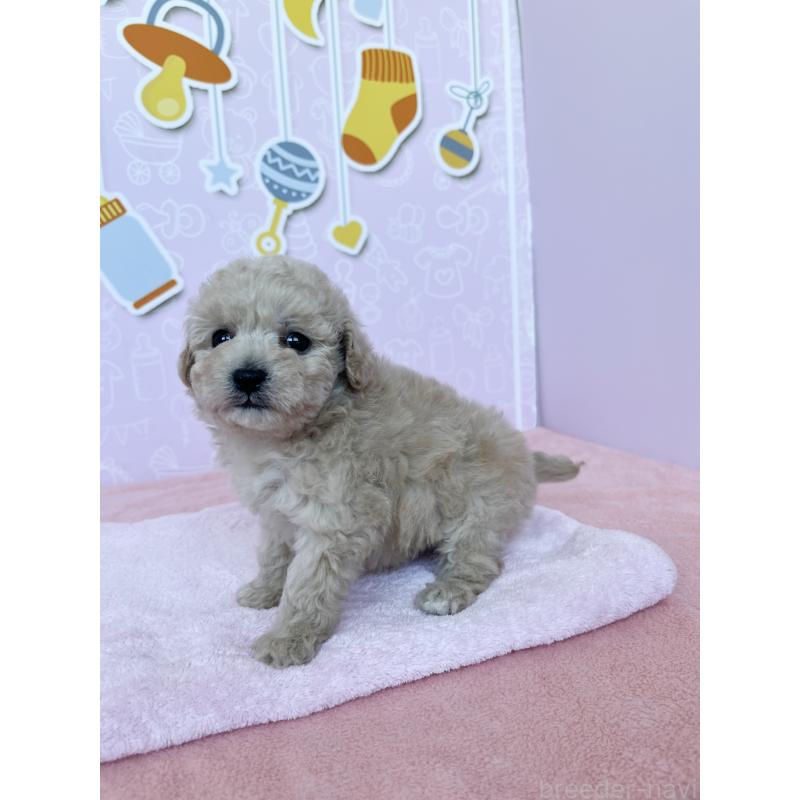 成約済の東京都のトイプードル-439746の6枚目