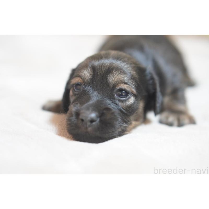 販売中の滋賀県のカニンヘンダックスフンド(ロングヘアード)-441977